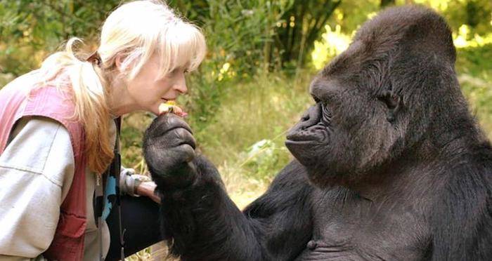 Mengenal Hanabi Ko, Gorilla Cerdas yang Bisa Berbicara
