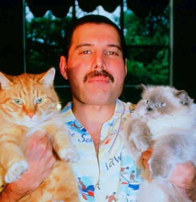  Freddie Mercury dan Romantismenya Terhadap Kucing